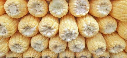 Yellow maize background. Fresh corn cobs photo