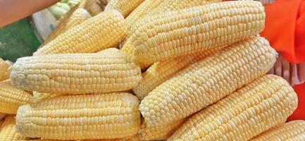 Sweet corn ears closeup background. Yellow corn ear textured photo
