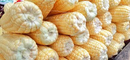 Fresh yellow corn. Corn cobs textured background photo