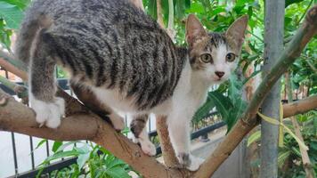 Playful cat perched on a tree branch, showcasing curiosity and alertness in an outdoor environment. Bright greenery surrounds the animal, emphasizing a vibrant connection between nature and animals. photo
