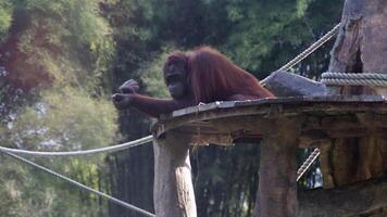 Resting Orangutan Relaxing on Wooden Platform Amid Dense Jungle with Greenery and Ropes in a Wildlife Habitat photo