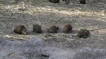 Elephant Dung Piles on Dry Earth Surrounded by Scattered Grass and Leaves in a Natural Wildlife Habitat Under Daylight photo