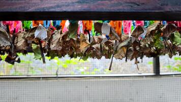 Hanging Butterfly Cocoons Attached to Dried Leaves with Colorful Clips in a Conservation Habitat with Natural Background photo