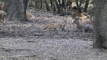 Resting deer under shaded trees in a woodland habitat with earthy tones and natural surroundings at a wildlife reserve during a sunny day photo
