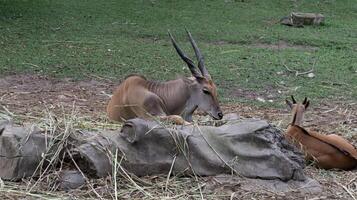 Antelopes Resting on Green Grass with Dry Hay and a Stone in a Peaceful Outdoor Habitat During Daylight photo