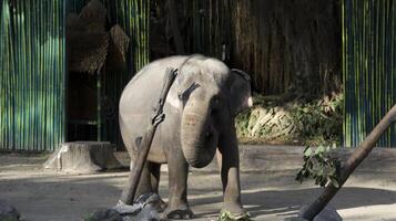 Asian elephant eating leaves in a shaded zoo enclosure with vibrant green bamboo walls and natural sunlight filtering through the trees photo