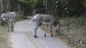Zebra grazing on green vegetation by a dirt pathway surrounded by natural habitat with leafy foliage and wire fencing in a wildlife park setting photo