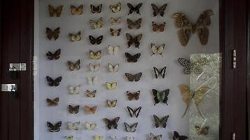 Framed Butterfly Display in a Wooden Glass Cabinet Featuring Diverse Colorful Specimens Arranged. photo