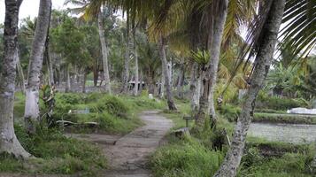 Rustic dirt path lined with tall coconut trees and lush greenery in a tropical village setting near a serene pond and traditional huts photo