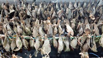 Cluster of Moth Cocoons Hanging on Strings in a Controlled Conservation Environment with Natural Brown and Green Textures photo