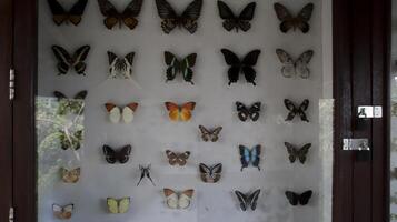 Framed Butterfly Display in a Wooden Glass Cabinet Featuring Diverse Colorful Specimens. photo