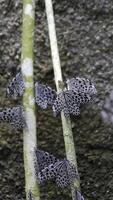 Cluster of Black and White Butterflies Resting on Mossy Green Tree Branches in a Natural Forest Setting with Textured Background photo