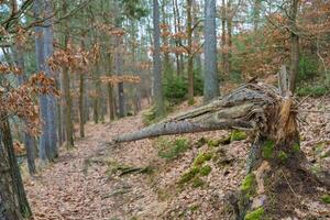 Fallen tree on a quiet forest path, autumn in Slapy, Czech Republic photo