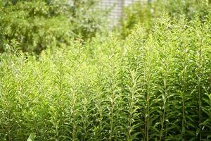 Lush green goldenrod plants in full sunlight with dense foliage background. photo