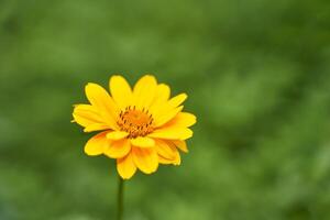 Bright yellow flower blooming against a soft green background in natural setting. photo