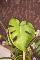 Vibrant monstera leaf with unique slits displayed against patterned background. photo