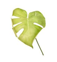 Monstera deliciosa leaf on white background. heart-shaped tropical foliage. photo