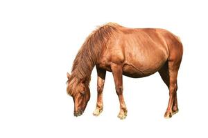 Brown horse grazing in field with short mane and tail depicted in natural light. photo