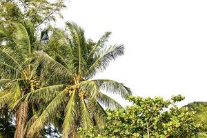 Tropical palm trees against a clear black night sky in a lush green jungle setting with dense foliage. photo