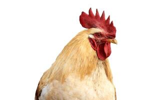 Close up portrait of a rooster with red comb and vibrant feathers on black background. photo