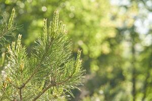 Sunlit pine branch close up in lush green forest on a bright summer day. photo