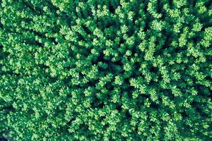 Aerial view of dense green sedum plant foliage with vibrant textured pattern of succulent leaves. photo