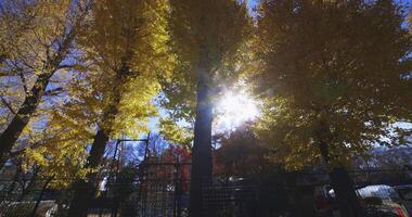Yellow tall gingko trees at the public park in Tokyo in autumn low angle tilt up video
