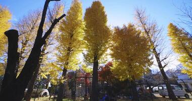Yellow tall gingko trees at the public park in Tokyo in autumn low angle tilt up video
