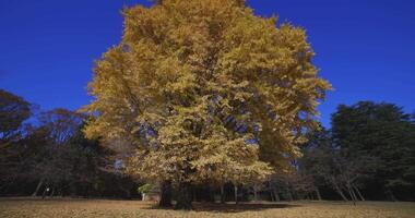 A yellow tall gingko tree at the public park in Tokyo in autumn wide shot tilt up video