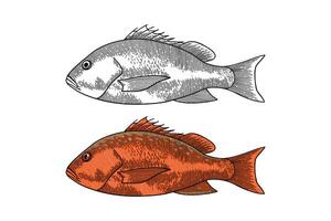 red snapper illustration in engraving style vector