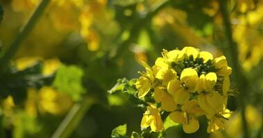 Bee and Canola flower in the field at Azumayama park in Shounan Kanagawa video