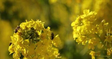 Bee and Canola flower in the field at Azumayama park in Shounan Kanagawa video