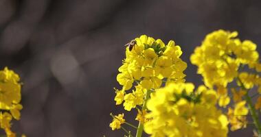 Bee and Canola flower in the field at Azumayama park in Shounan Kanagawa video