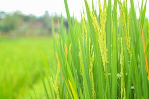 a close up of a green field of rice, a close up of a rice field, a field of green rice with tall grass, rice field in Indonesia photo