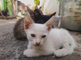 Three Cats Sitting on a Street at Sunset. White, Gray, and Black Felines in Harmony photo