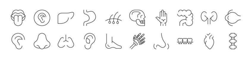 Internal Organs Collection of Thin Icons. Editable Stroke. Suitable for Web Sites, Books, Cards, Apps vector