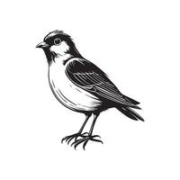 A minimalist black and white illustration of a small bird, possibly a sparrow, rendered in a simple, sketchy style. The drawing captures the bird's delicate form and stance vector