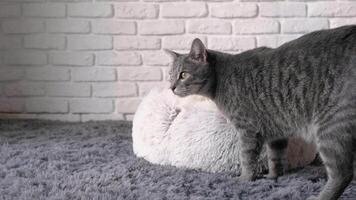 cute European stripped cat getting accustomed to new fluffy bed, standing on gray rug on the floor video