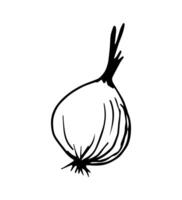 Hand-drawn simple drawing. Onion head isolated on white background. Healthy foods, vegetables, vegetarian. Recipe, ingredient, menu. vector