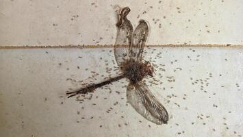 Ants swarming a dead dragonfly photo