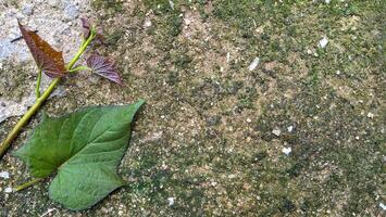 Green leaf on grunge background photo