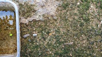 Isopods in a container photo