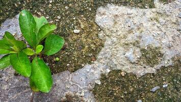 Plant growing through crack in concrete photo