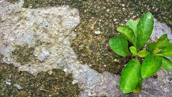 Plant growing through cracks in concrete photo