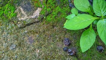 Moss, plant, and seeds on a stone photo