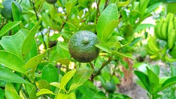 Fresh lime fruit growing on a tree branch with lush green leaves. Concept of healthy eating, citrus, agriculture, and nature. photo