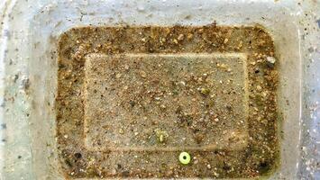 Dirty plastic container with soil and debris photo