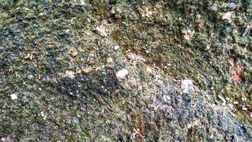 Close up of mossy rock texture photo