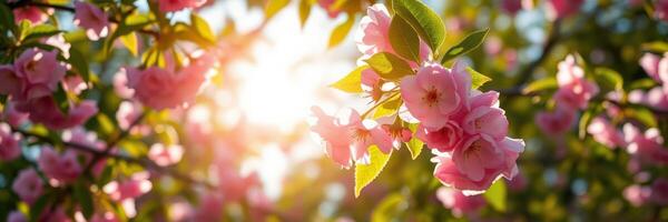 Blossoming pink flowers under warm sunlight in a vibrant spring garden during the golden hour of the evening photo