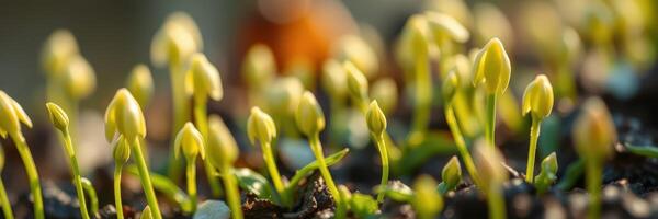 New plant sprouts emerge from dark soil in a sunlit garden, signaling the start of spring growth in a vibrant ecosystem photo